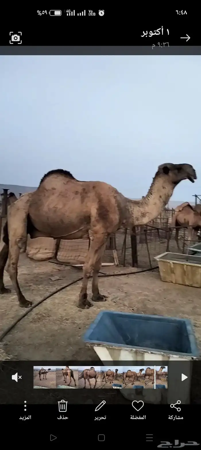 البعير للبيع مشروط ضراب ولحي وهداوه ولافيه اي عيب 0