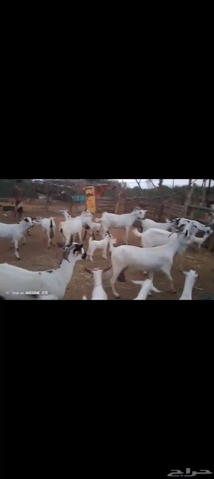 غنم بيشيات بلدي العدد 40تحتها 20 3