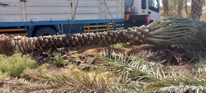 نخيل زينه نخيل مثمر 0