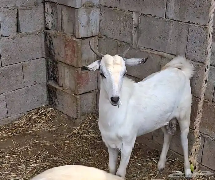تيس بلدي سمين جذع صغير سن 0
