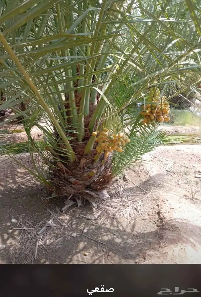 مزراع الغاط المجمعه الزلفي سدير شقراء اشيقر 3