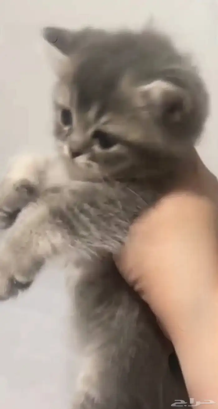 قطه سكوتش ستريت للبيع 0