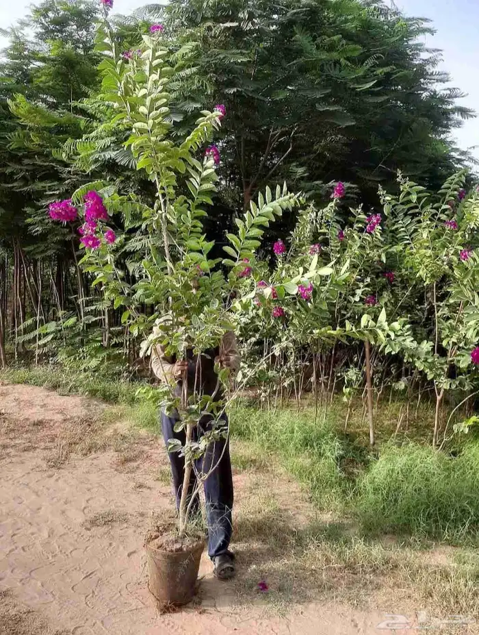 مشتل حسن قرني للزراعة با الجملة 8