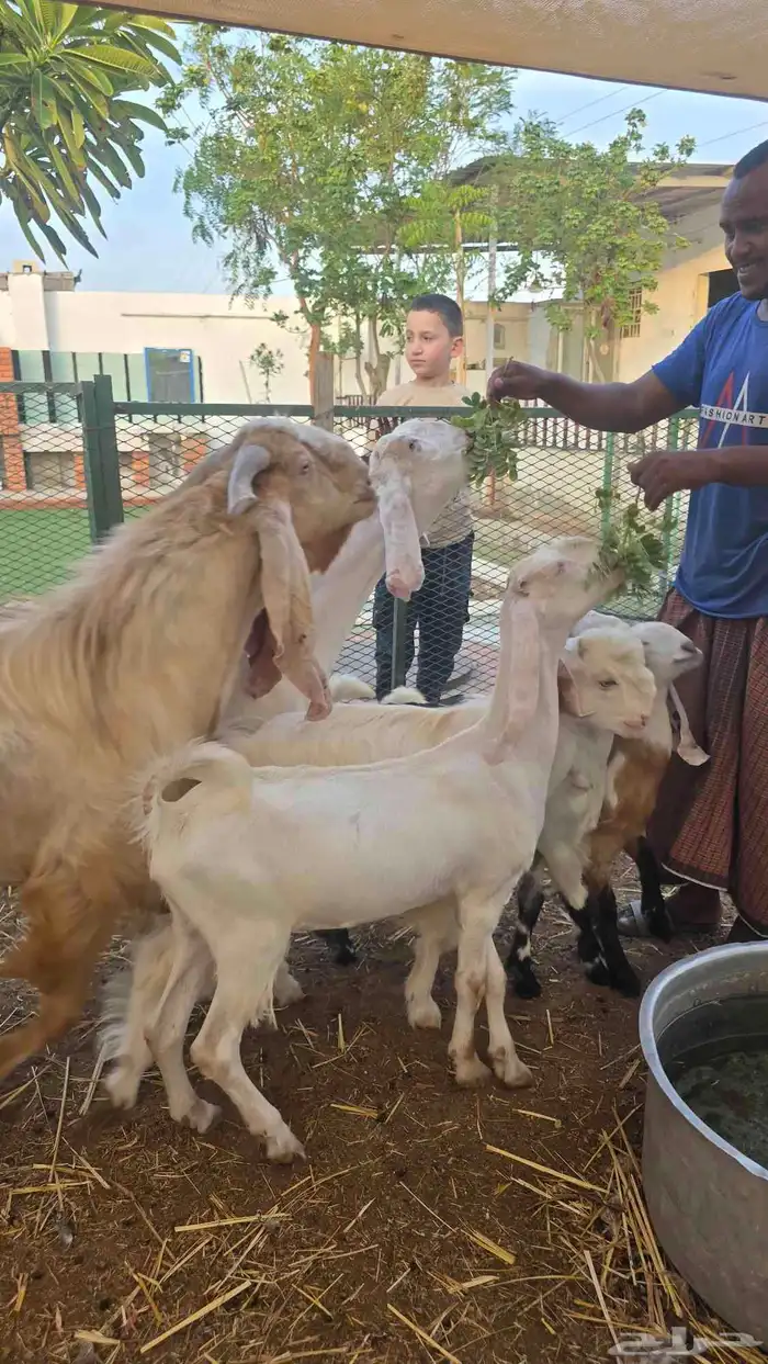 معز عنز مصريه مع حبه هولنديه مراح واحد 5