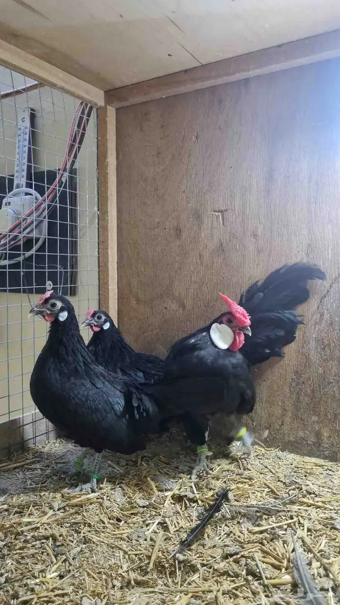 دجاج روز كامب المميز 0
