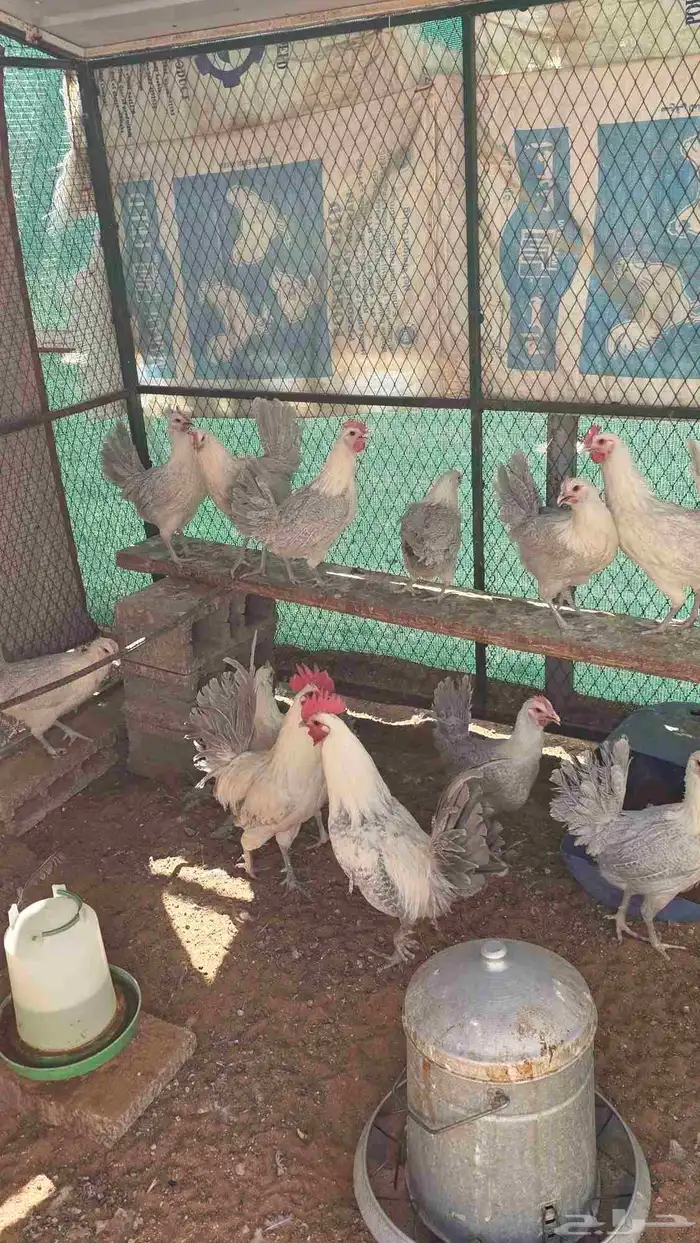 دجاج فيومي ألمنيوم 2