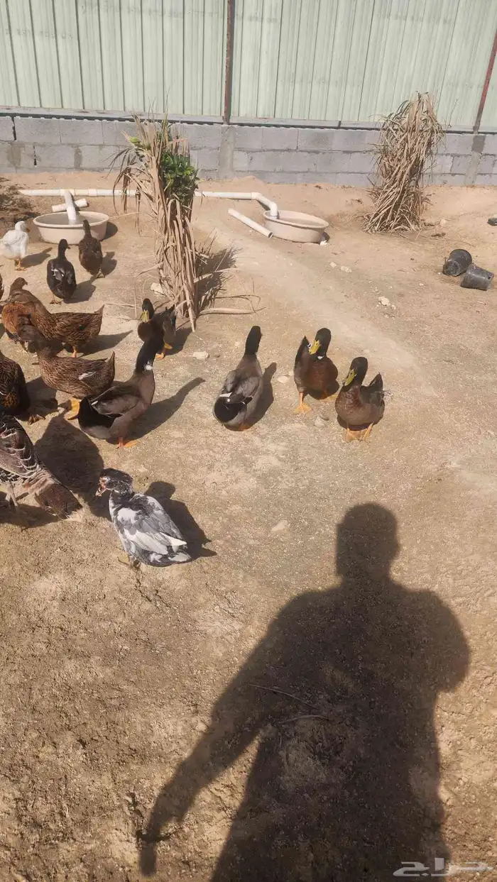 بط خضيري 7