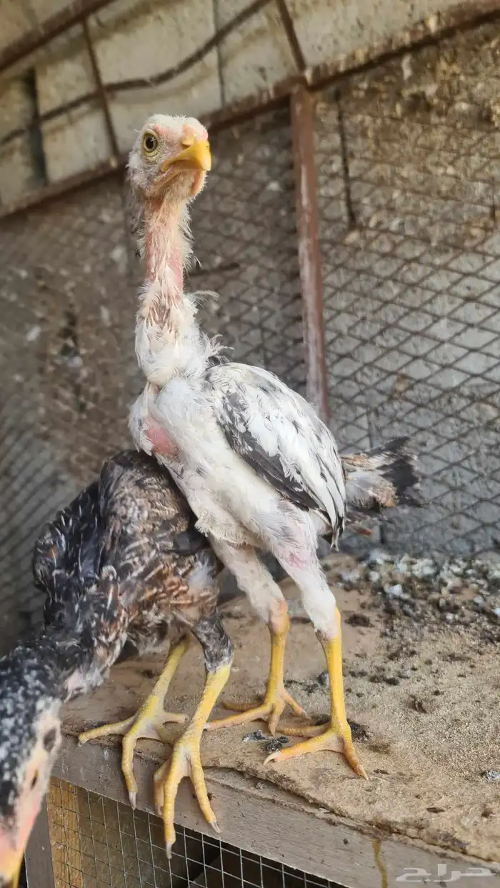 فراخ باكستاني 2