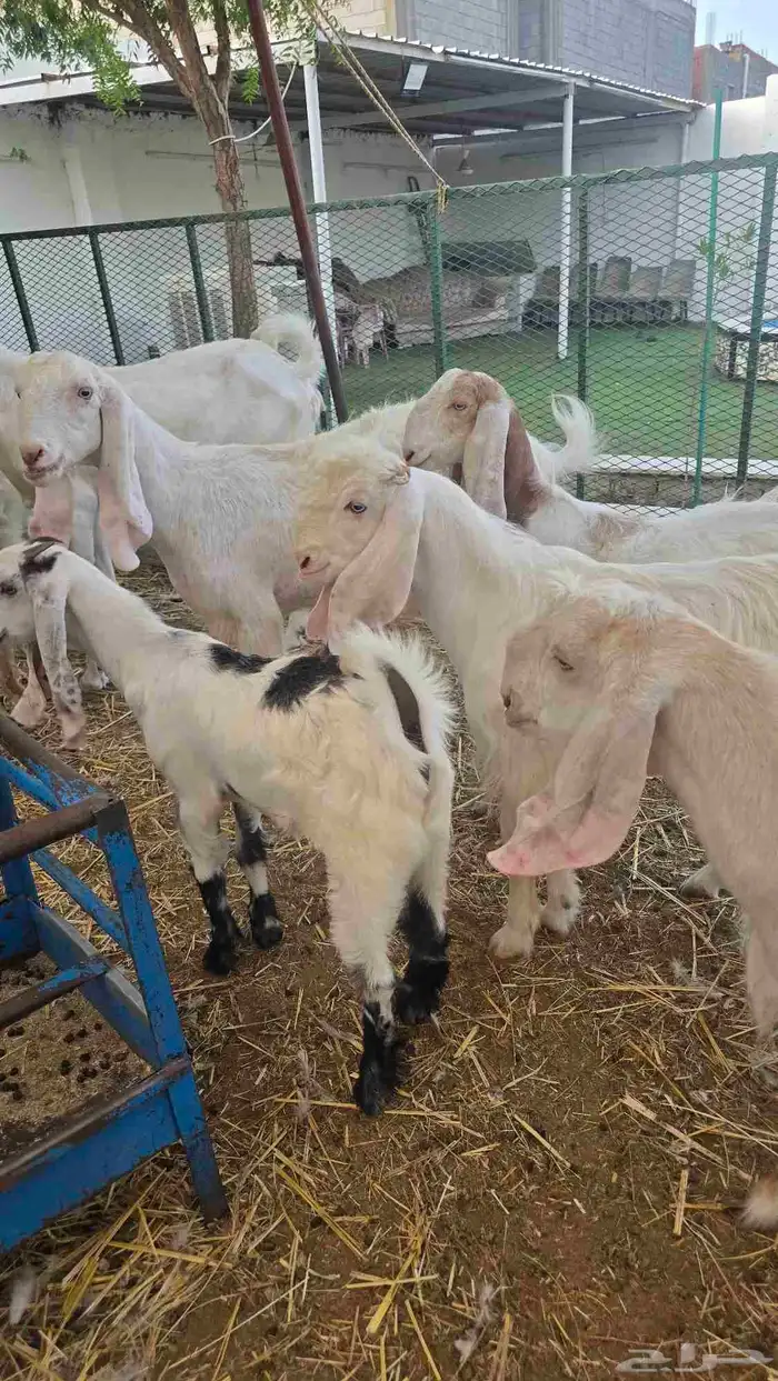 معز عنز مصريه مع حبه هولنديه مراح واحد 38