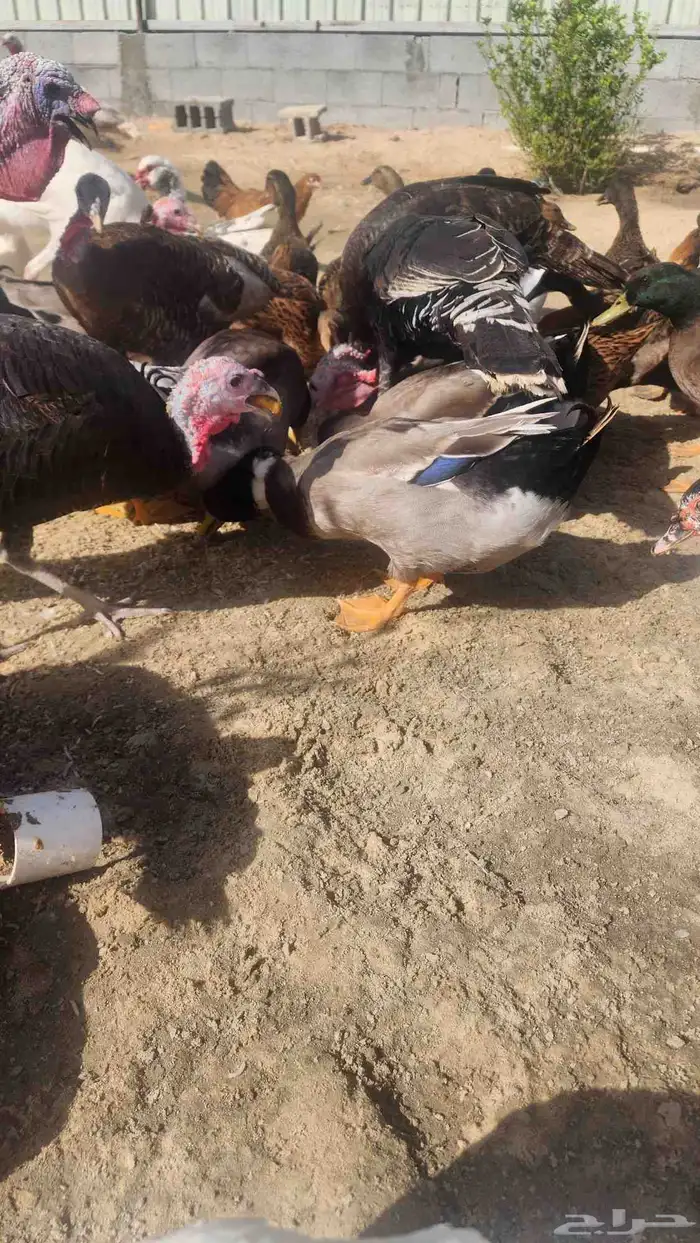 بط خضيري 2