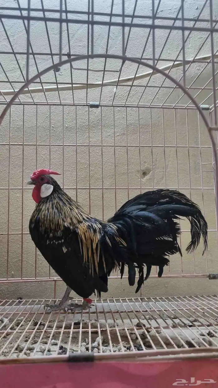 دجاج زينة قزم مميز 2