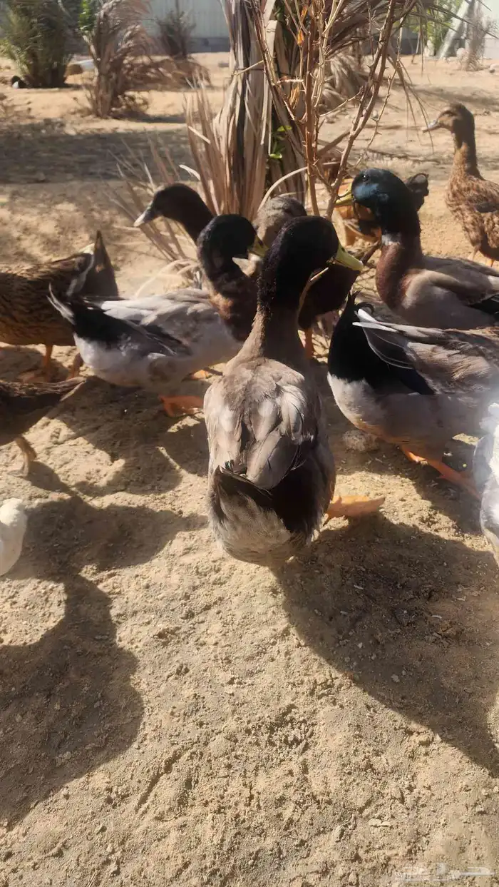 بط خضيري 5