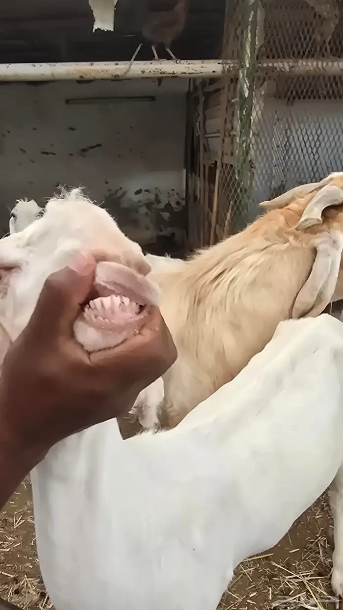 معز عنز مصريه مع حبه هولنديه مراح واحد 24