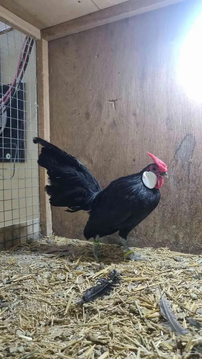 دجاج روز كامب المميز 1