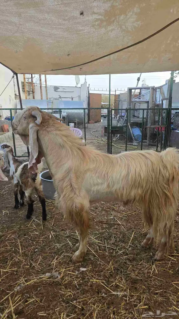 معز عنز مصريه مع حبه هولنديه مراح واحد 0