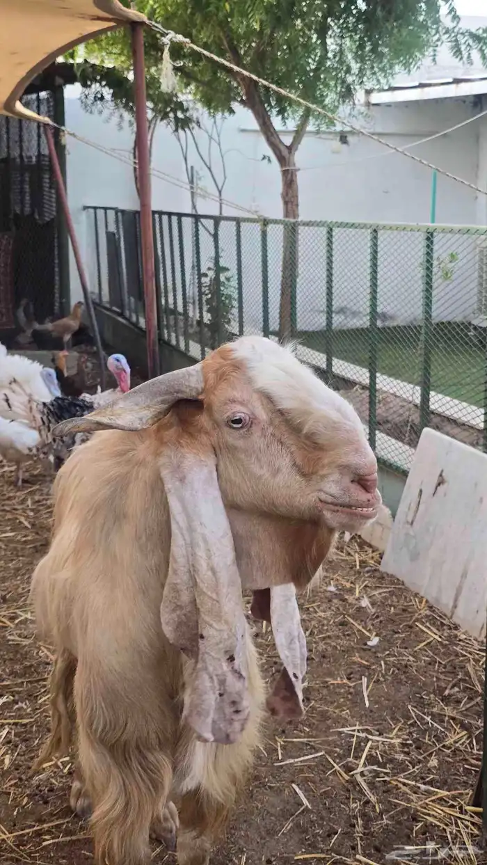 معز عنز مصريه مع حبه هولنديه مراح واحد 43