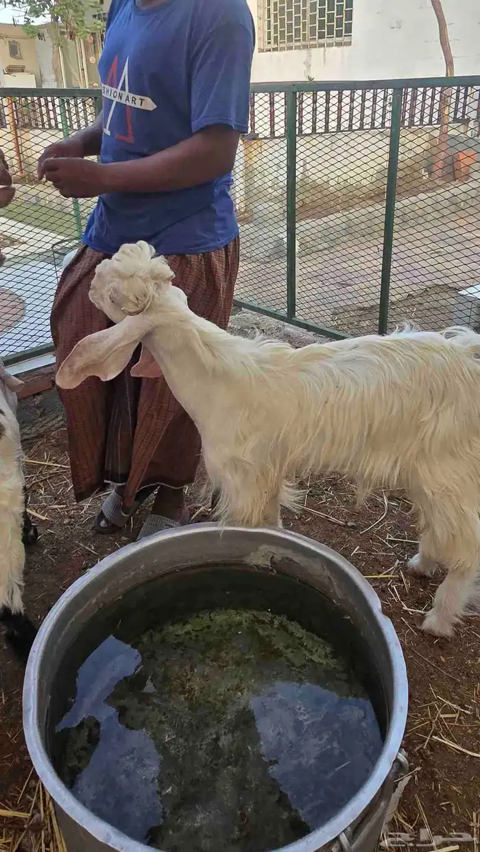 معز عنز مصريه مع حبه هولنديه مراح واحد 13