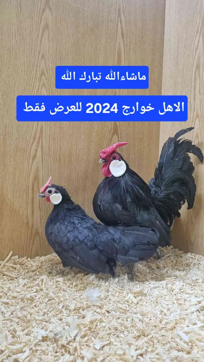 دجاج روز كامب المميز 2