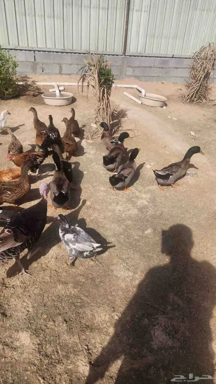 بط خضيري 6