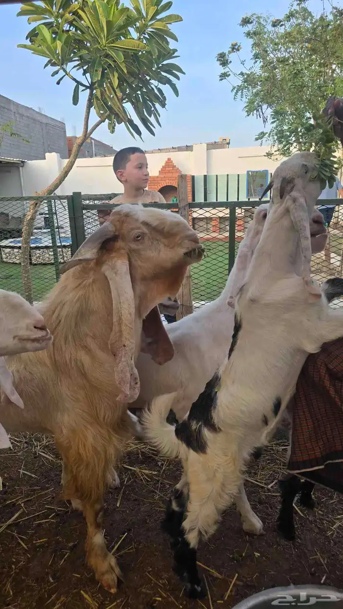 معز عنز مصريه مع حبه هولنديه مراح واحد 9