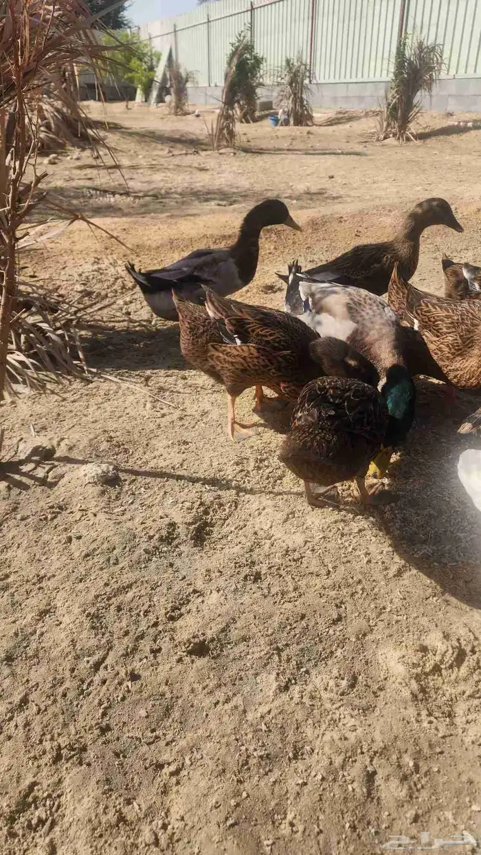 بط خضيري 0