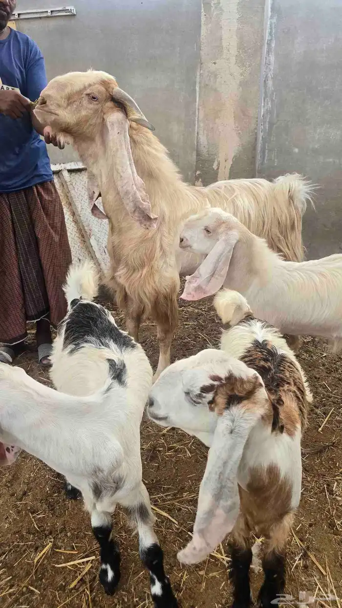 معز عنز مصريه مع حبه هولنديه مراح واحد 22