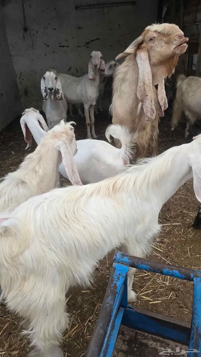 معز عنز مصريه مع حبه هولنديه مراح واحد 32