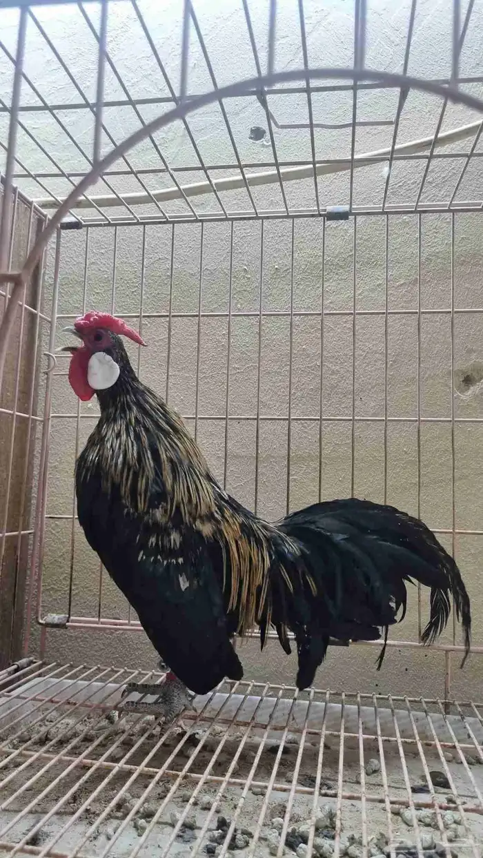 دجاج زينة قزم مميز 1