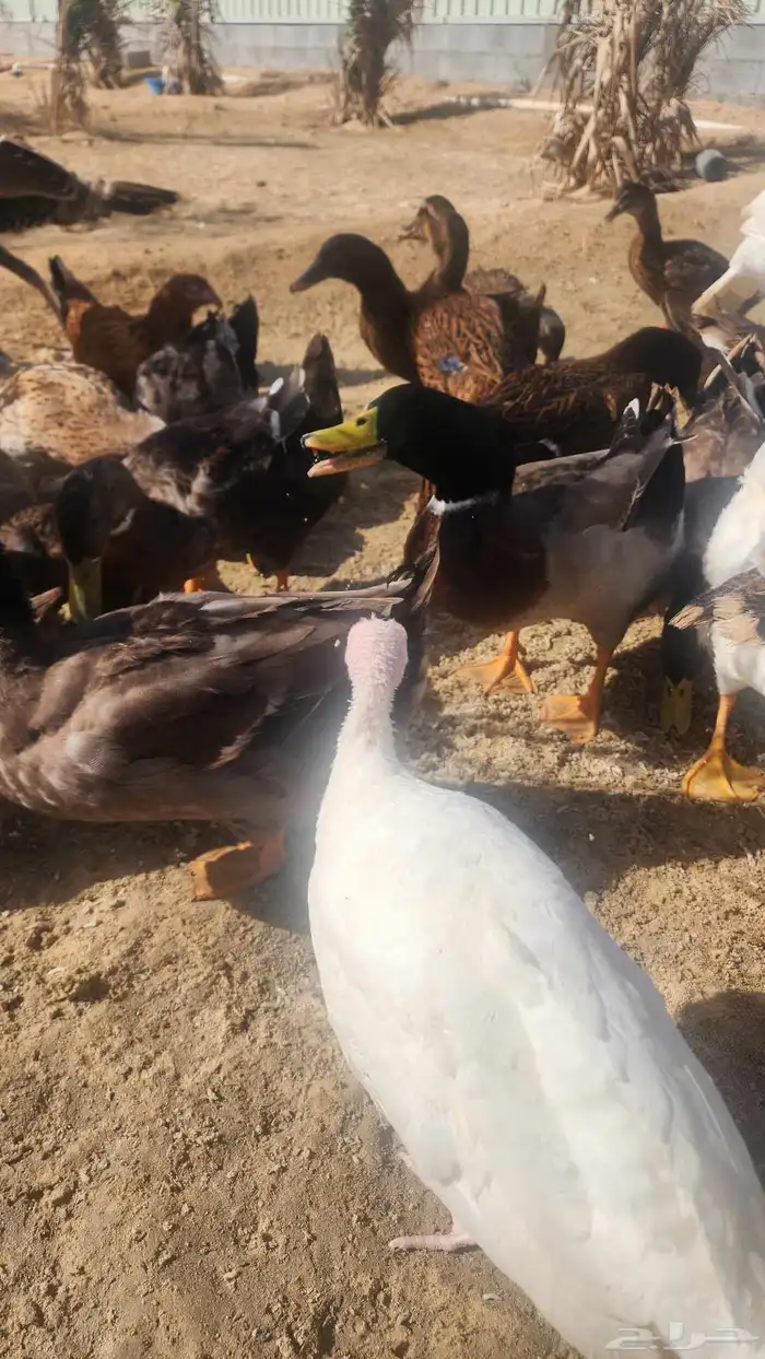 بط خضيري 4