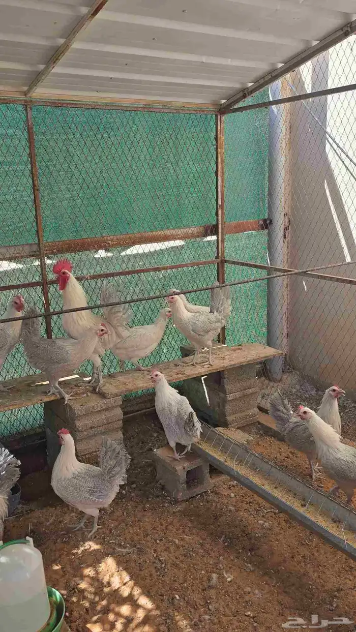 دجاج فيومي ألمنيوم 1