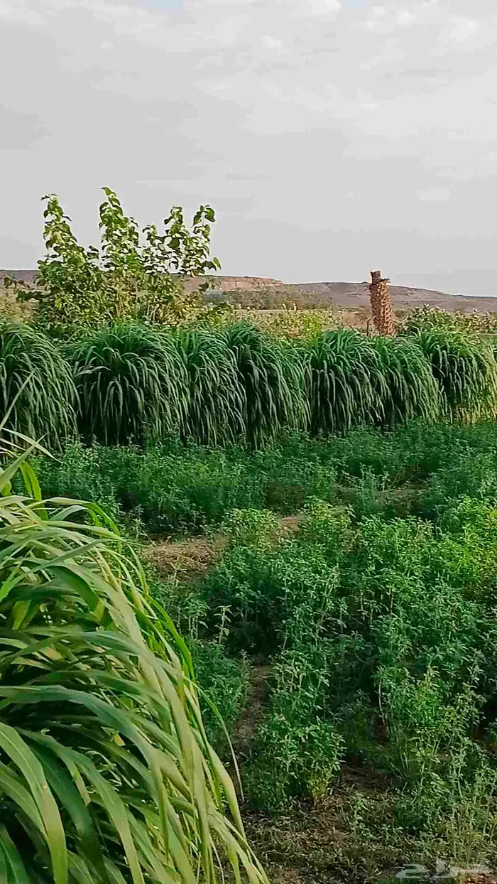 بلوبنك وبونيكام و برسيم للبيع 0