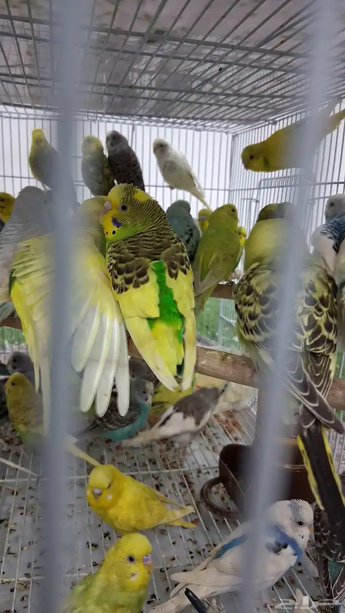 طيور بادجي كميات كبيره 3