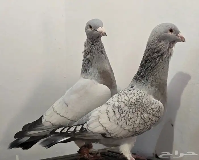 حمام شامي للبيع 2