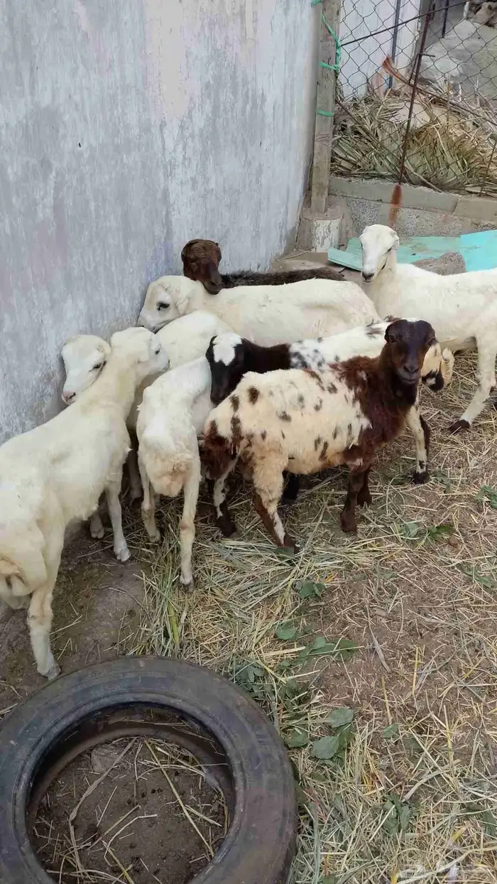 خرفان بلدي تربيه للبيع 0