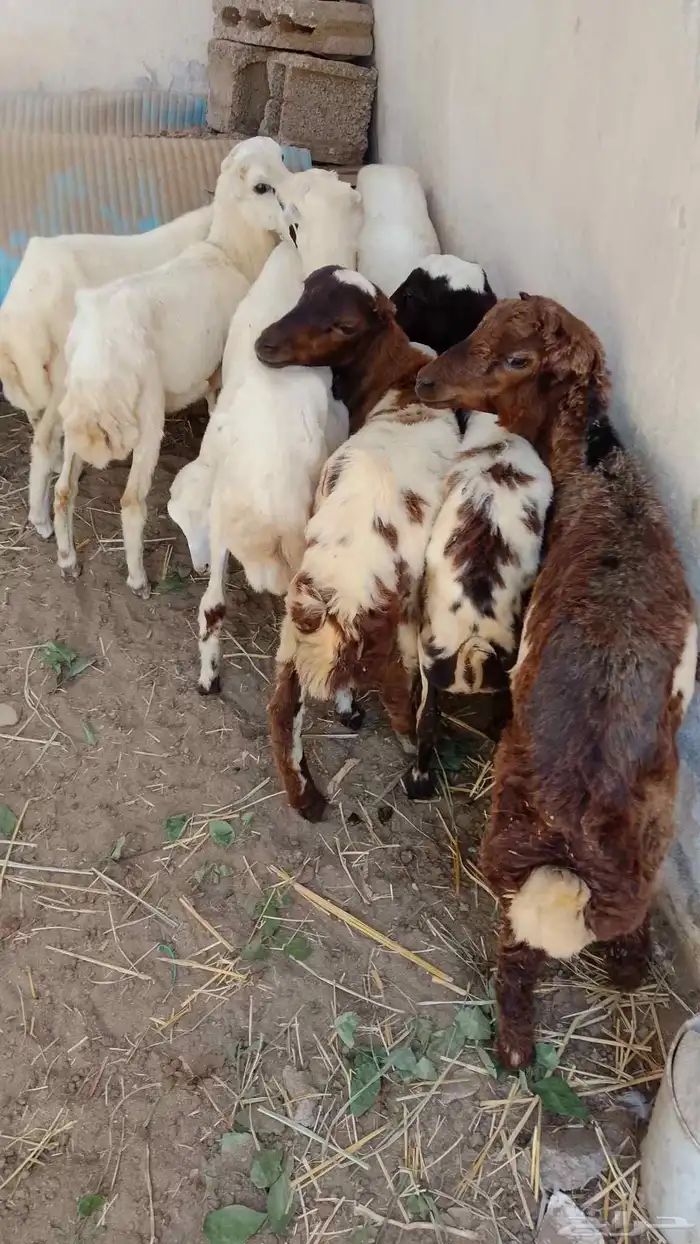 خرفان بلدي تربيه للبيع 2