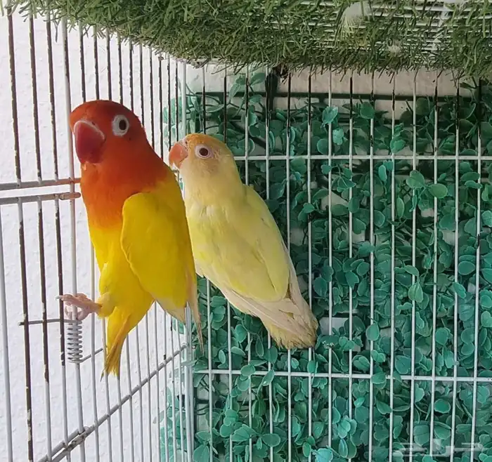 فيشر نواادر لأهل التميز و الطفرات 3