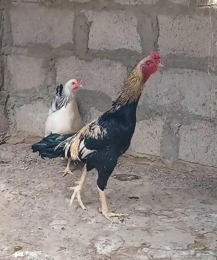 ديك باكستاني وفيومي وعربي تفاصيلها في م الإضافيه 2