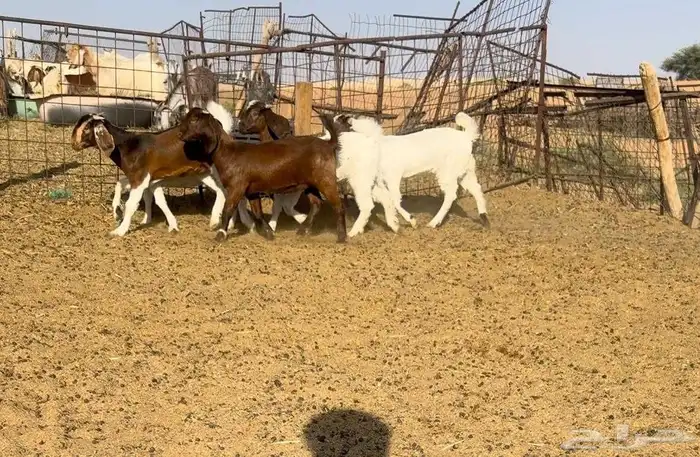 جفرات هجين بورقت فاخره((( تم البيع ))) 0