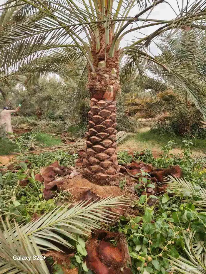 يوجد لدينا جميع انواع النخيل ولاشجار 1