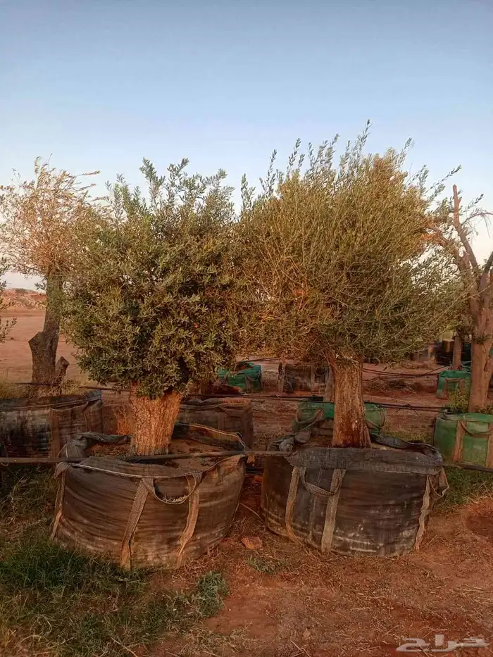 شجر زيتون معمر 2