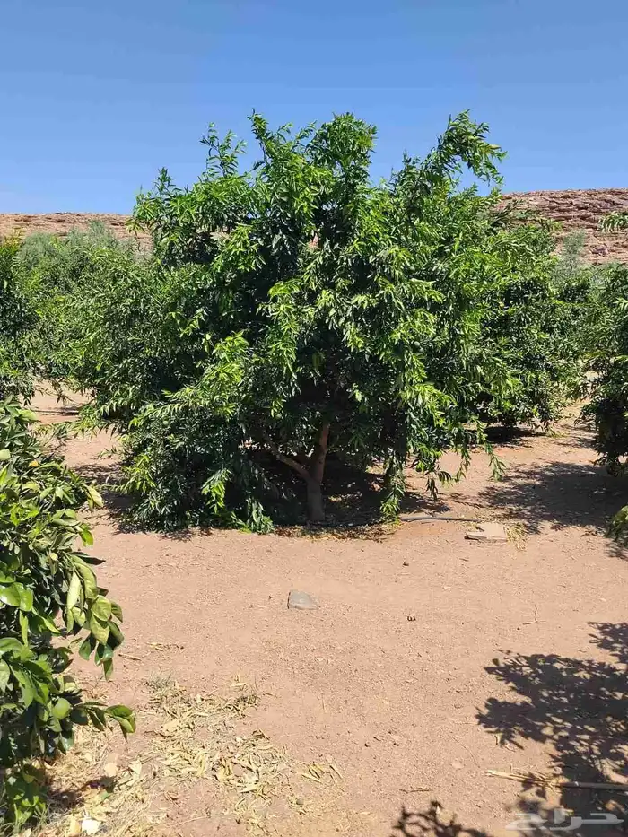 أشجار حمضيات وسدر يوسف فندي ليمون برتقال بو صره تين رمان عنب 8