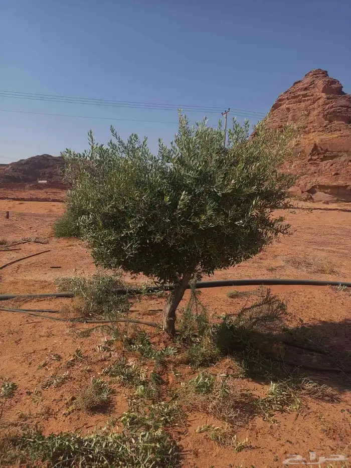 اشجار زيتون في مراكن 5
