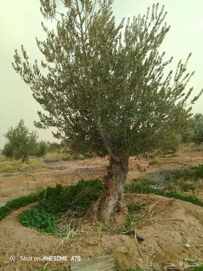 متوفر لدينا جميع انواع الزيتون مجذر ومفرع 4
