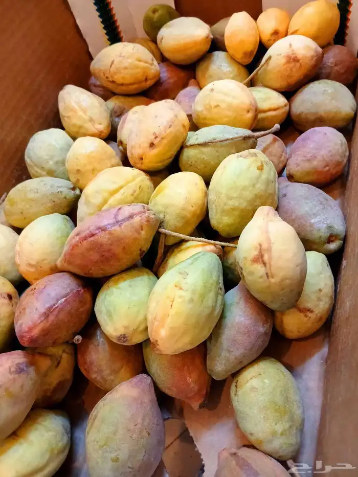لوز سوبر جامبو 3