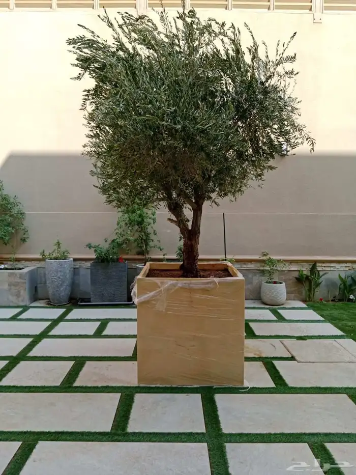 اشجار زيتون في مراكن 0