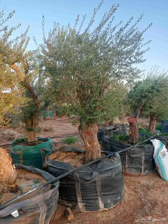 شجر زيتون معمر 0