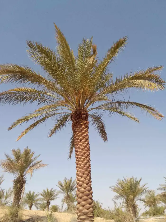 زراعه نخيل 6