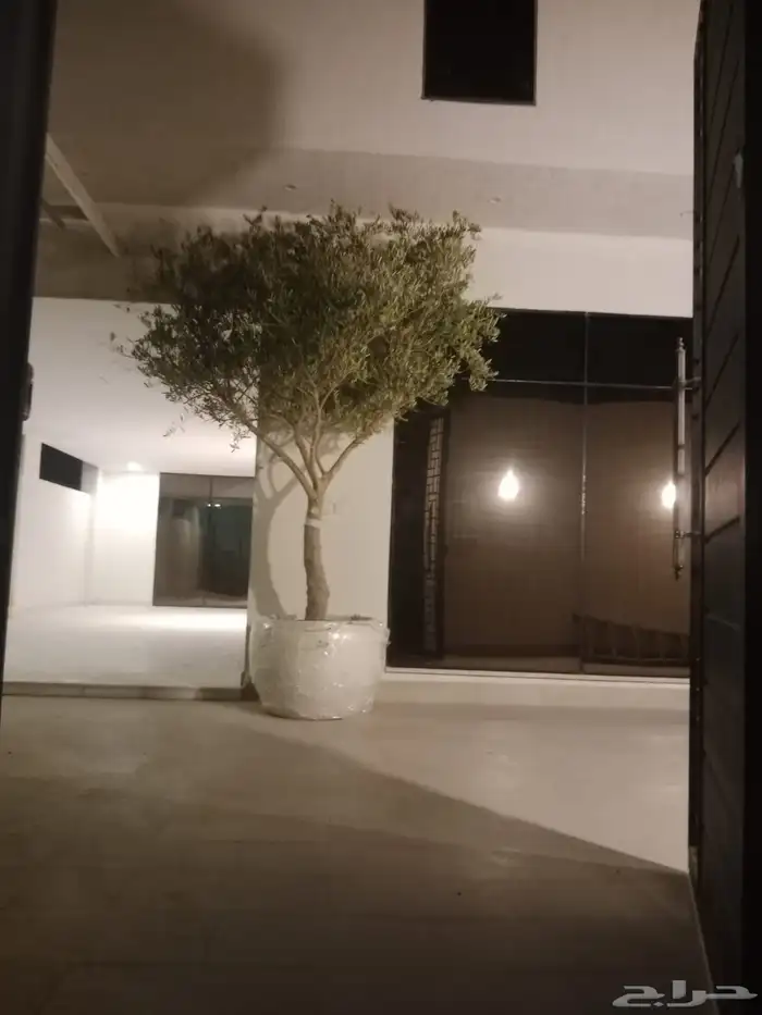 اشجار زيتون في مراكن 1