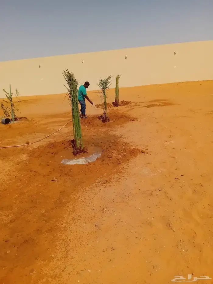 يوجد لدينا نخل للبيع علا جميع المقاسات وسعار مناسبة ونوايع 1