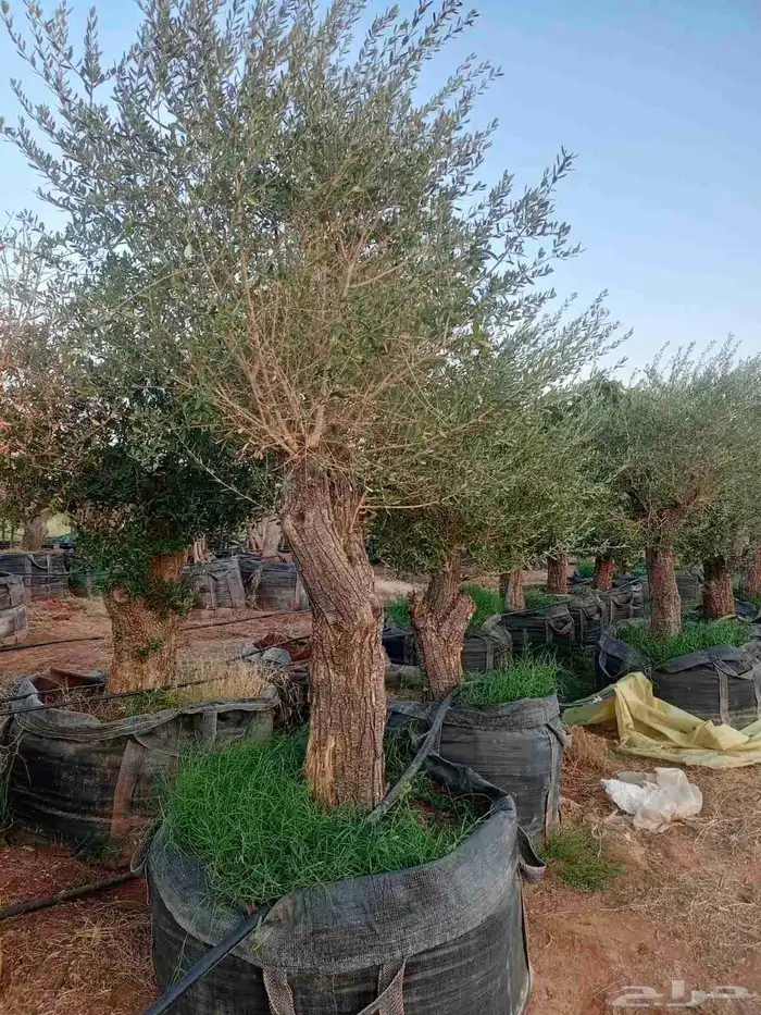 شجر زيتون معمر 5